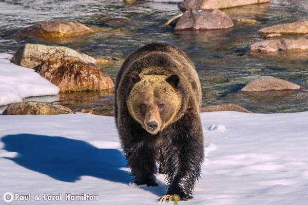 Jasper Wildlife During July