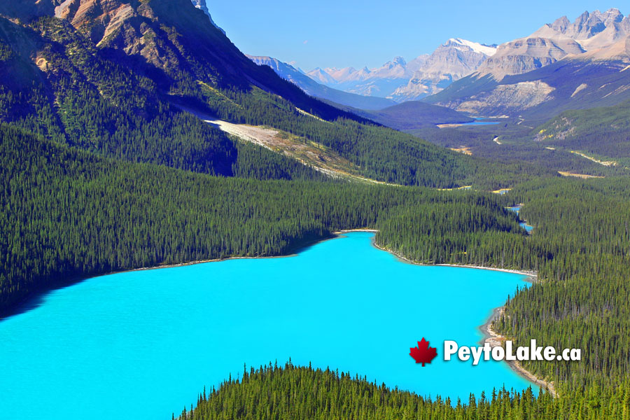 July at Peyto Lake